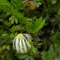 Thailentadopsis nitida (Vahl) G.P.Lewis & Schrire